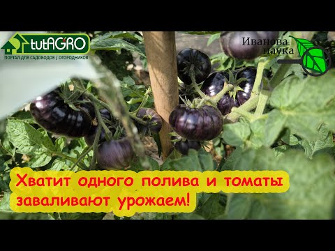 Видео: Один полив и томаты ЗАВАЛИВАЮТ урожаем! ПРОСТО ПРЕКРАТИТЕ БЕЗДУМНО КОРМИТЬ ТОМАТЫ КАЛЬЦИЕМ!