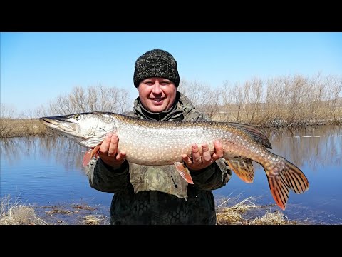 Видео: Щуки на хапуги! Сначала все смеялись, а потом плакали, когда их обловил!