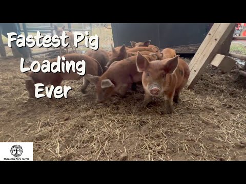 Видео: Это упрощает погрузку свиней!
