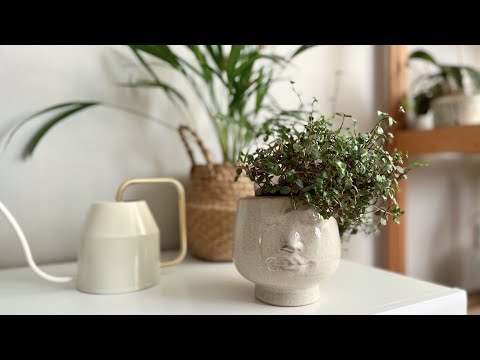 Видео: 🪴 МОИ КОМНАТНЫЕ РАСТЕНИЯ И ПОКУПКИ 🌱 Живой декор у меня дома и обзор моих комнатных растений🪴