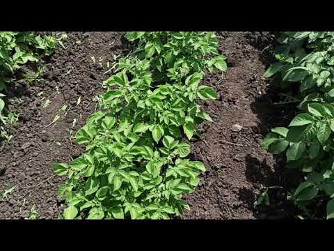 Видео: Перші результати внесення добрив по картоплі (в грунт та по листу)