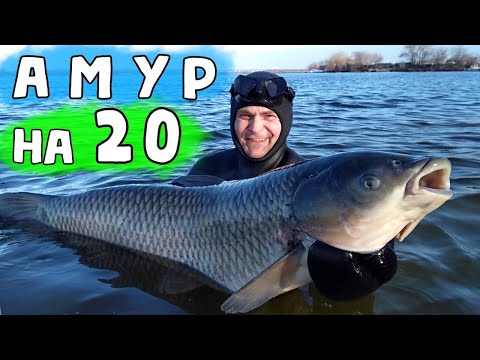 Видео: ПОДВОДНАЯ ОХОТА на АМУРОВ. Огромные Рыбы попадаются на Днепре