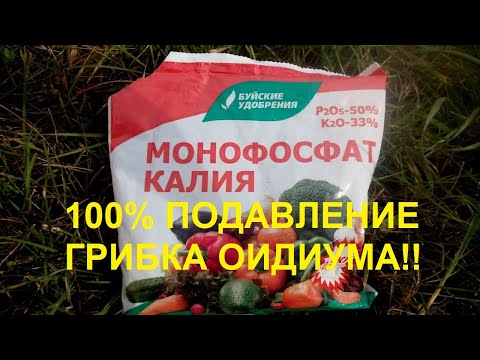 Видео: Монофосфат калия против болезни оидиум винограда. Результат научного эксперимента и моего опыта