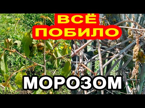 Видео: ВСЁ ПРОПАЛО! Огород и Сад побило морозом.