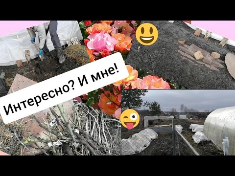 Видео: Открываю прикоп с РОЗАМИ! 🤪🤪🤪 Переживательно и любопытно! #розы#прикопдляроз#уральскиерозы
