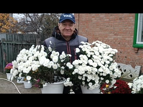 Видео: Викопуємо хризонтеми ,на маточні кущі,робимо експеримент.