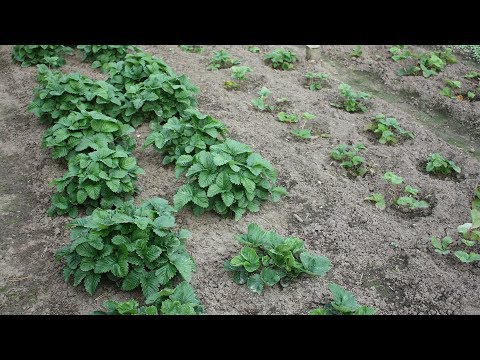 Видео: Посадка земляники клубники осенью  Что добавить в почву