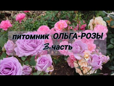 Видео: Vlog-239. 3-ЧАСТЬ: В гостях у питомника ОЛЬГА-РОЗЫ🌹Разнообразие цвета и форм.