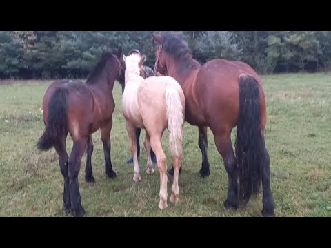 Видео: Коні Закарпаття ❤️‍🔥👍👌🇺🇦 Лошичка на продаж... 💪🇺🇦🐴💯