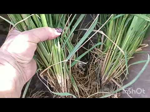 Видео: Сад півдняЗлаки на продаж Поділки та кущі злаків на продаж