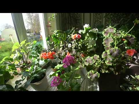 Видео: Обзор комнатных растений 🌱 зелёный уголок 🌿 часть 2☘️🌺🌸🏵️