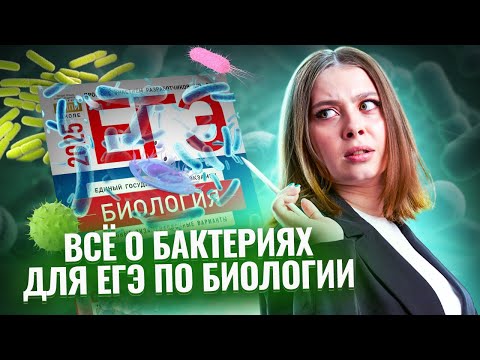 Видео: Всё о бактериях для ЕГЭ по Биологии I Умскул | Биология ЕГЭ 2025 | Умскул