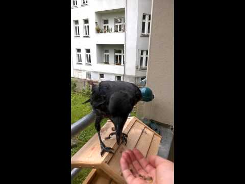 Видео: мой ручной ворон - 2 :)
