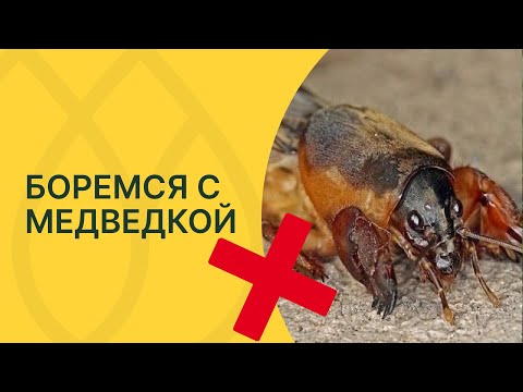 Видео: Как изгнать медведку с участка