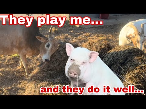 Видео: Дикие свиньи и дикие быки!