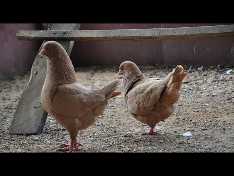 Видео: ГОЛУБИ КИНГИ/PIGEON KINGS/