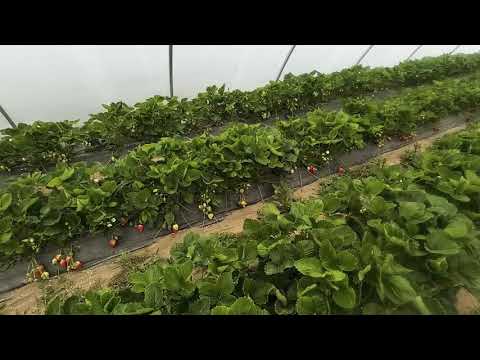 Видео: КАК ПОЛУЧИТЬ БОЛЬШУЮ И ВКУСНУЮ КЛУБНИКУ В ТЕПЛИЦЕ / БРИЛЛА И АЛЬБА КАКОЙ СОРТ ЛУЧШЕ / ВАЖНО