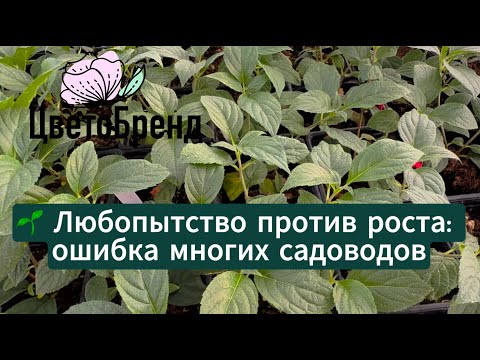 Видео: Тормозим рост сами: ошибка, которую совершают многие садоводы