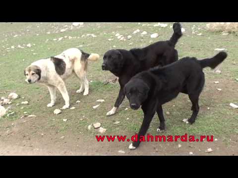 Видео: Аборигенные Среднеазиатские овчарки Таджикистана - саги дахмарда
