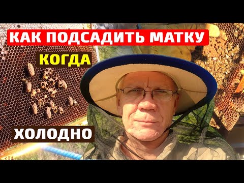Видео: Нет матки в ОКТЯБРЕ. Что делать? Как объединить две семьи пчел осенью?