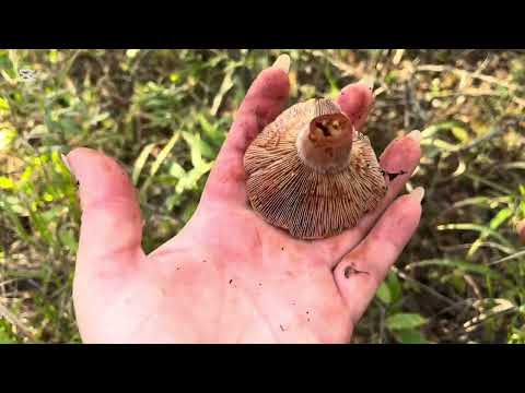 Видео: ПОЕХАЛИ ЗА СИНЕНОЖКОЙ, а напали на нас РЫЖИКИ!!!😆🍄‍🟫🍄‍🟫🍄‍🟫