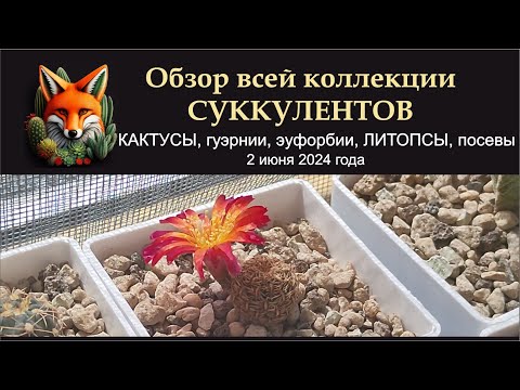 Видео: Обзор всей коллекции суккулентов  Кактусы, гуэрнии, эуфорбии, адромискусы, эЙхиверии, посевы, цветы