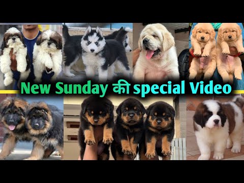 Видео: Специальное видео | Воскресное предложение | Все породы собак | Ротвейлер | Хаски | Лабрадор | Не...