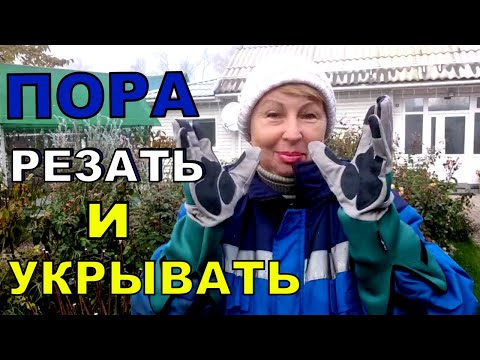 Видео: Никогда не срезаю листья у роз. И всегда зимовка удачно. Бегом укрывала РОЗЫ, а на улице тепло