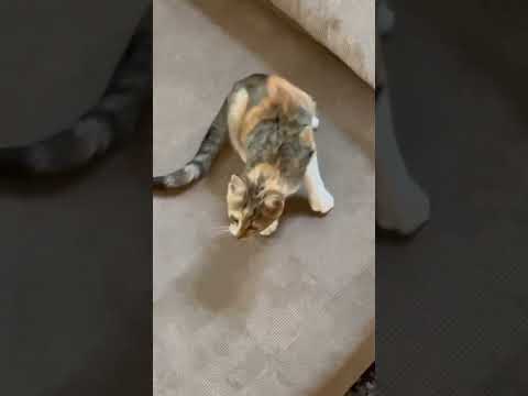 Видео: Дима Билан: Котёнок пришёл к Диме 😻