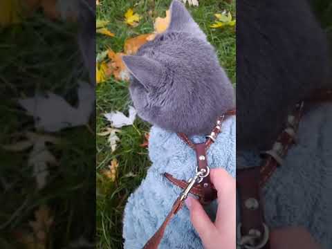 Видео: 🍁 Осенняя Прогулка TOMА и NELLUX LIFE в прямом эфире | Волшебство Осени #recommended #cat #youtube