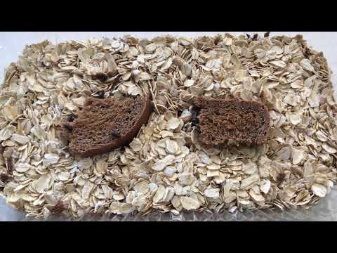 Видео: Бесконечный корм (жуки-знахари): уход и главные ошибки содержания | TRY HARD: МАТРИАРХАТ