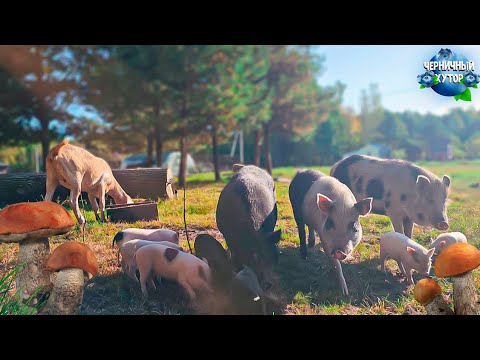 Видео: Насыщенные выходные на хуторе в лесу. Вкуснейший шашлык, стротельство гаража и разнообразие грибов.