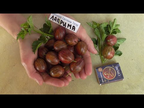 Видео: ЛАПРИМА - сорт крыжовника высочайшего качества./ Коллекция Светланы Татур.