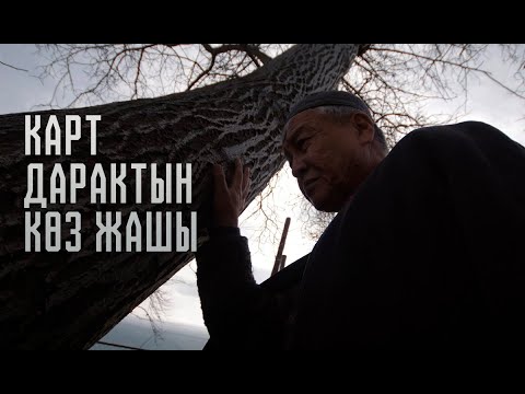 Видео: КАРТ ДАРАКТЫН КӨЗ ЖАШЫ | Кыска метраждуу тасма