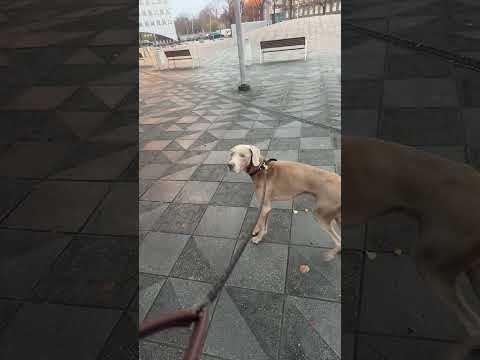 Видео: Прогулка с Ксенией в прямом эфире!