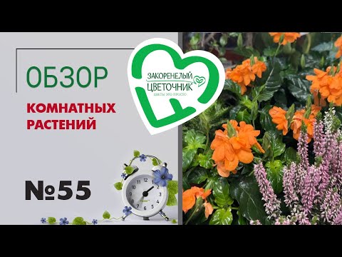 Видео: #55 Обзор комнатных растений | Редкие сорта филодендронов, Стрелиции, большие фикусы, вереск, азалии