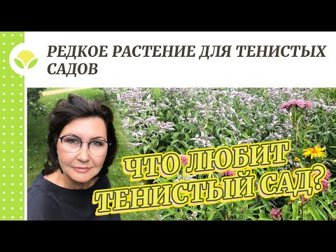 Видео: Редкое растение для тенистых садов