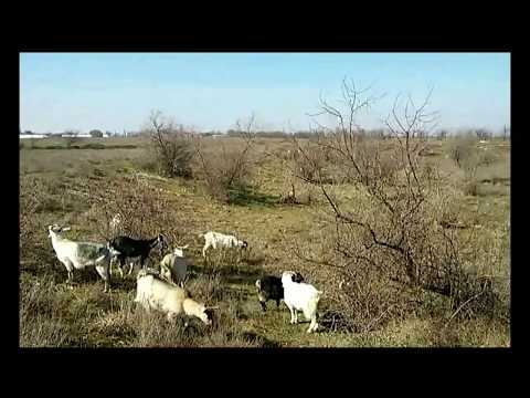 Видео: Козы:после окота сбавляет молоко (ответы)