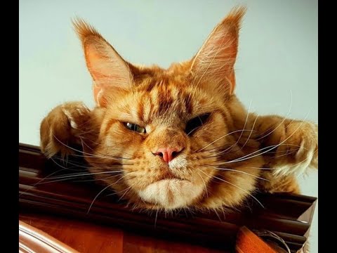 Видео: 😺 В глаза смотри! 🐈 Подборка смешных видео котов, котят и собак! 😻