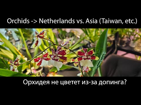 Видео: Онцидиум не цветет? Как снять орхидею с гормонального допинга? Голландия против Азии #орхидеи
