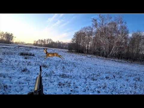 Видео: Так на косулю охотятся только у нас в Сибири!