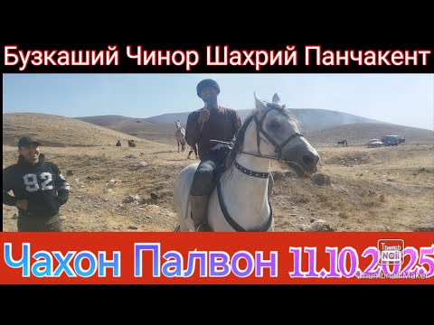 Видео: Бузкаший Чинор Шахрий Панчакент Кисми 2