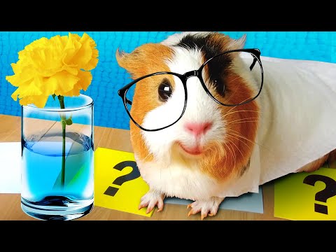 Видео: В ЗЕЛЕНЫЙ ИЛИ ГОЛУБОЙ ЦВЕТ ОКРАСИТСЯ ЖЕЛТАЯ ГВОЗДИКА, ПЬЮЩАЯ СИНЮЮ ВОДУ? ЭКСПЕРИМЕНТ ОТ СВИНКА БУЗЯ