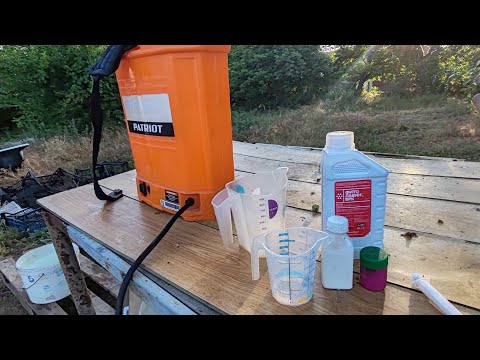 Видео: 🍓Обработки клубники после сбора ягоды🍓11 июня 2024 г.