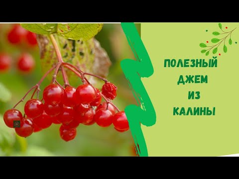 Видео: Полезный джем из калины