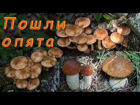 Видео: По грибы 2025! Пошли опята! Подосиновики и белые грибы!