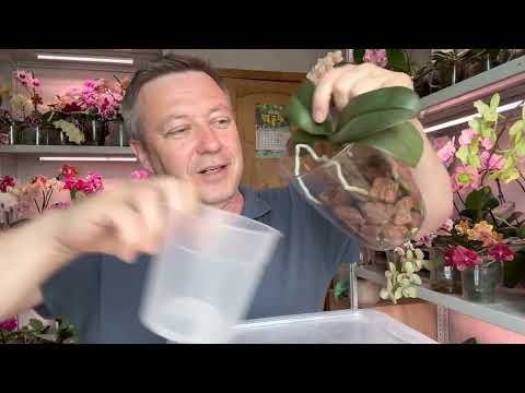 Видео: стимуляция РОСТА КОРНЕЙ орхидеи без препаратов простой пересадкой орхидей