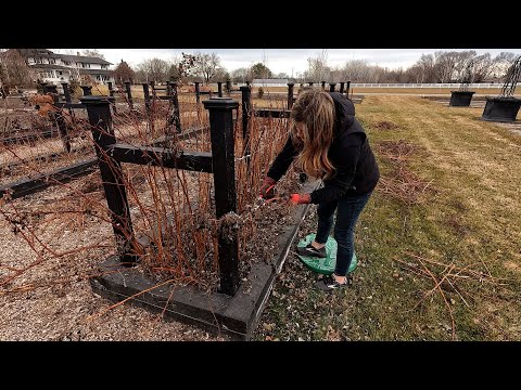 Видео: Как я обрезаю нашу малину и ежевику! 🌿🤤❤️ // Garden Answer