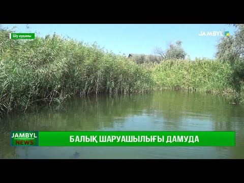 Видео: Балық шаруашылығы дамуда