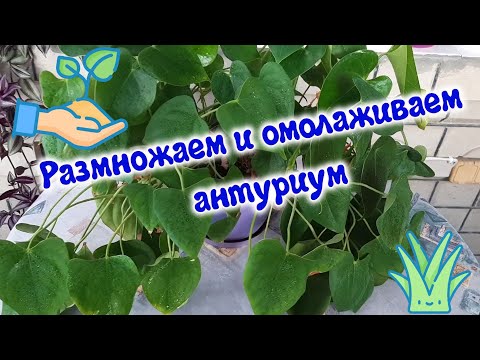 Видео: Размножаем и омолаживаем антуриум